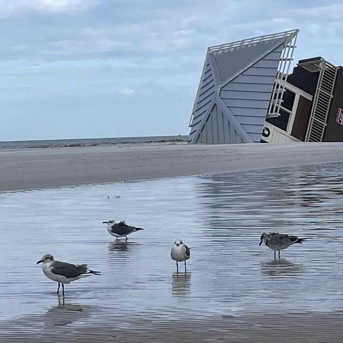 Sea turtle nests increased along a Florida beach but hurricanes washed many away